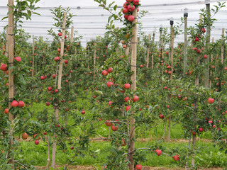 apples in field