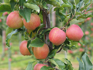 apple ready to collect