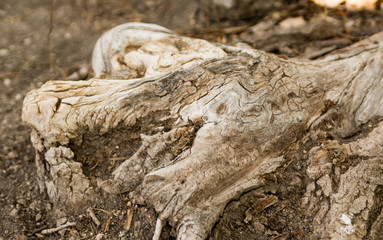 old rough exposed tree roots 