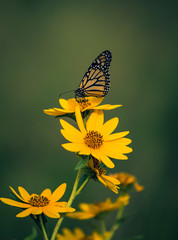 beautiful butterfly resting on yellow flowers