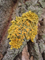 lichen on the bark of a tree