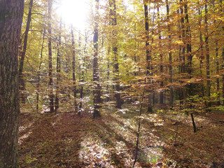 Obraz premium Wald im Herbst