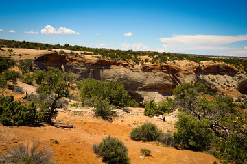 View of shrubs at Canyonlands National Park in Utah during summer