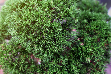 Japanese juniper bonsai leaf shoots, Nature background, Feeling good, Bonsai tree concept.