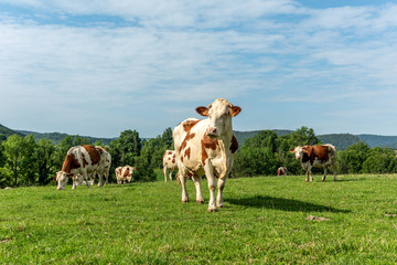 Vache montbéliarde dans le Jura