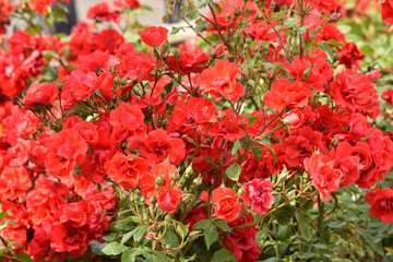 Red roses in a summer garden. Plant care.