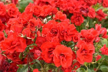 Red roses in a summer garden. Plant care.