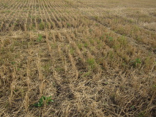 Summer landscape stalks of mowed wheat on the field at the edge of the forest