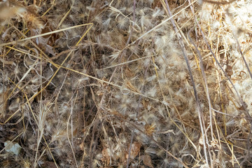 Nature Fluff