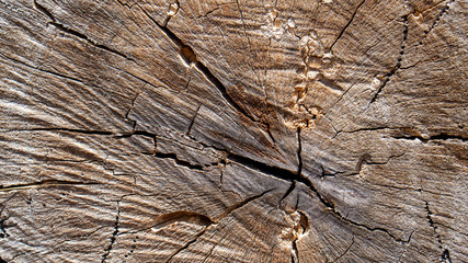 Wood stump texture