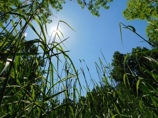 View looking up at the blue sky in a grassy field