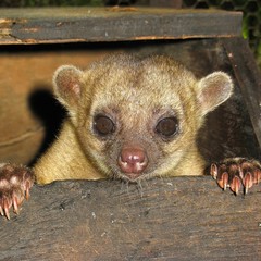A cute kinkajou