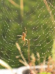 Kreuzspinne im Netz mit Tautropfen