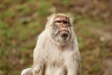 portrait of a monkey in the park. Wild monkey family at sacred monkey forest. monkeys live in a wildlife environment