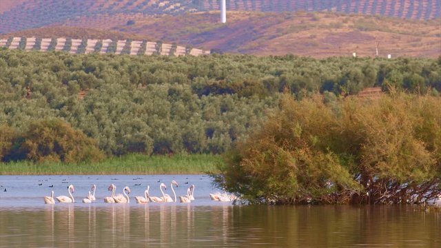 Row of young flamingos swimming in waters of a Mediterranean wetland pass behind a large bush. Beautiful reflections and contrasts in a sunny and cloudy day. Olive groves in the background mountains