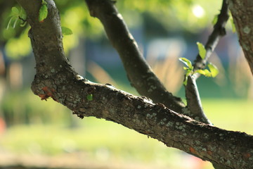 Tree branch closeup