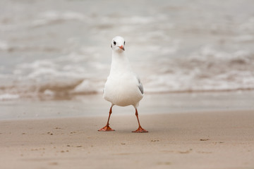 Mewa na plaży 