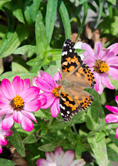 dorsal view of a Painted Lady butterfly feeding on a zinnia flowe