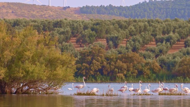 Flock of young flamingos in the shallow waters of a lake, beside a big bush (Tamarix africana). Beautiful landscape of hills with olive groves and mountains at background, in a sunny and cloudy day