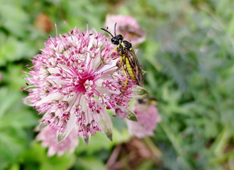 Gros plan d'une fleur rose de grande astrance visitée par un insecte