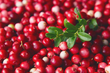Fresh ripe  lingonberry (cowberry , partridgeberry, foxberry) in clay bowl on rustic wooden table top view