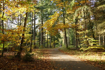 Fototapeta premium on a cycle path among the colored trees in the forest