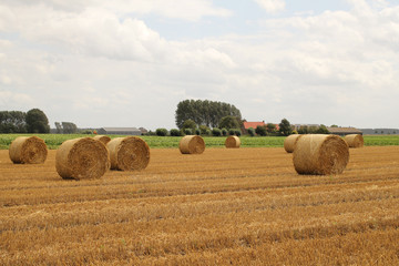 a field with round straw bales and a farm and blue sky  with clouds in the background in the dutch...
