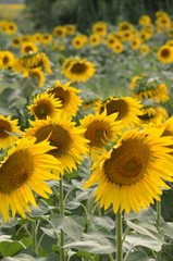 field with sunflowers