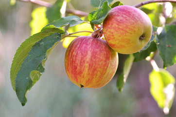 red apples hanging on a tree close up