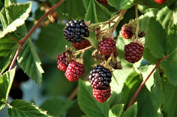 blackberry on branch