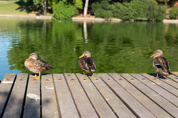 Fototapeta premium Trio of ducks in the morning prepared for the morning bath