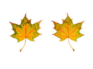 ein Ahornblatt (Vorderseite und Rückseite) vor weißem Hintergrund