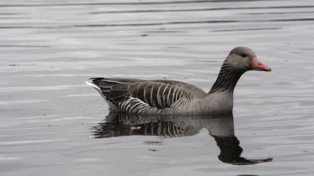 "animals, animal, anser, bill, bird, birds, colors, colours, feathers, forehead, forest, full, geese, goose, graylag, grey, horizontal, denmark, outdoor, nature, natural, lake, length, north, one, out