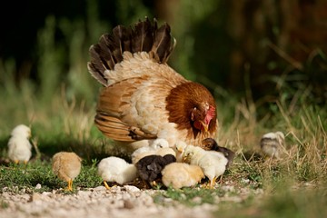 Maman poule