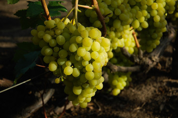 beautiful vine, ripe grapes. bright colours