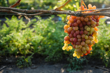 beautiful vine, ripe grapes. bright colours