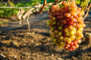 vine, ripe juicy grapes. bright colors of summer and autumn