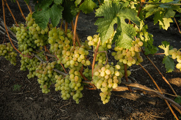 vine, ripe juicy grapes. bright colors of summer and autumn