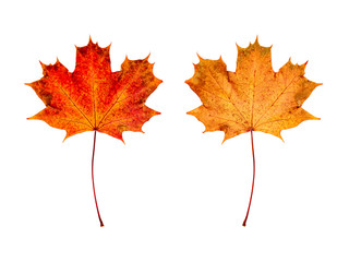 ein Ahornblatt (Vorderseite und Rückseite) vor weißem Hintergrund