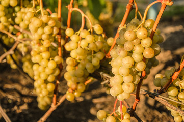 vine, ripe juicy grapes. bright colors of summer and autumn