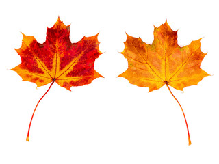 ein Ahornblatt (Vorderseite und Rückseite) vor weißem Hintergrund