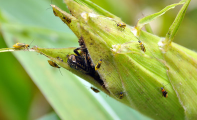 On a corn cob Western corn beetle