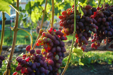 vine, ripe juicy grapes. bright colors of summer and autumn