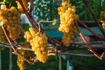 vine, ripe juicy grapes. bright colors of summer and autumn