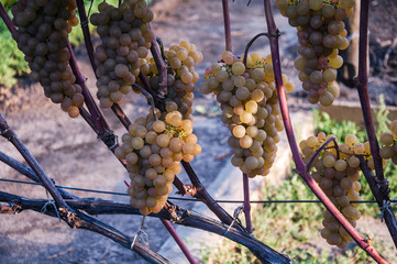 vine, ripe juicy grapes. bright colors of summer and autumn
