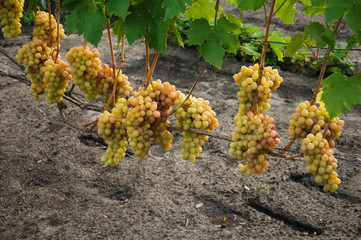vine, ripe juicy grapes. bright colors of summer and autumn