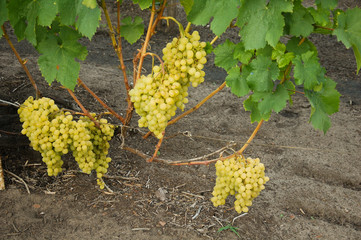 vine, ripe juicy grapes. bright colors of summer and autumn