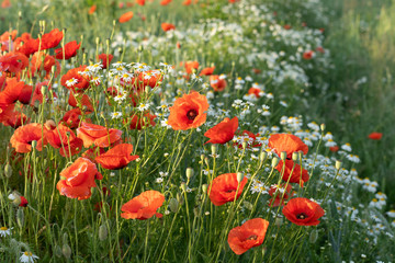 Wild red opium poppy on meadow, Papaver somniferum, detail
