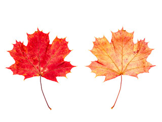 ein Ahornblatt (Vorderseite und Rückseite) vor weißem Hintergrund