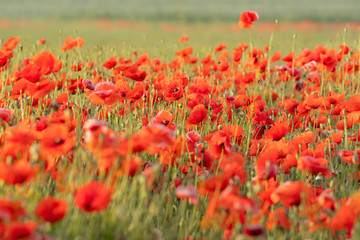 Wild red opium poppy on meadow, Papaver somniferum, detail